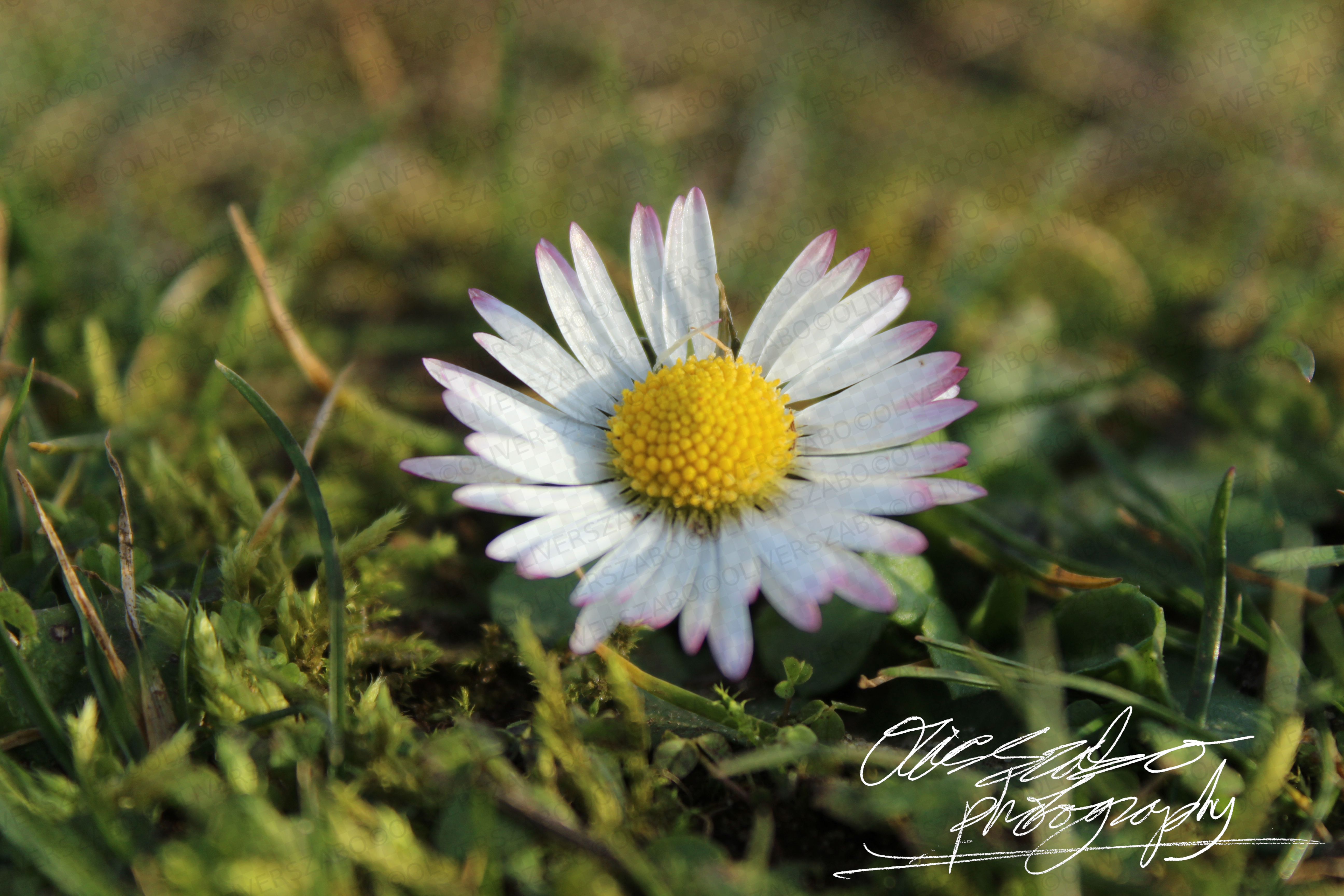Daisy Landscape